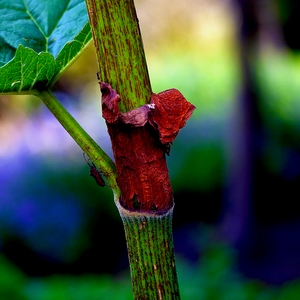 Branche avec membrane rouge et insecte - Belgique  - collection de photos clin d'oeil, catégorie plantes